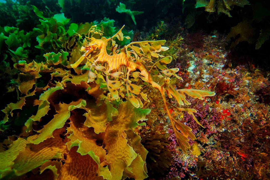 yapraklı deniz ejderi leafy sea dragon